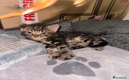 Mixed Breed cats for sale: KITTENS FOR SALE 400£ - Image 2