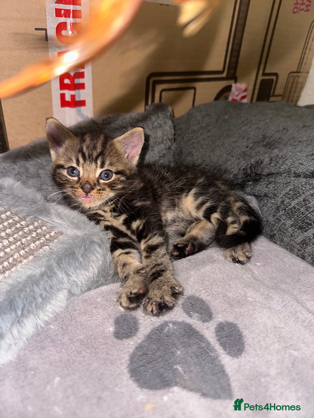 Mixed Breed cats for sale: KITTENS FOR SALE 400£ - Image 2