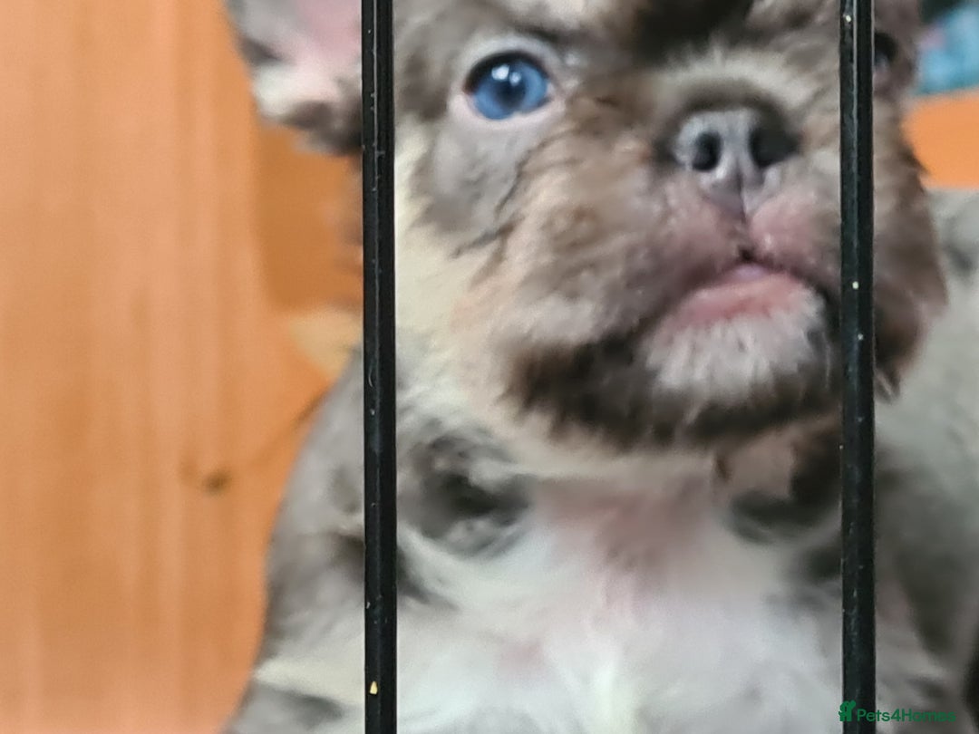 French Bulldog dogs for sale: Big Perm, fluffy and furnished frenchies  - Image 34