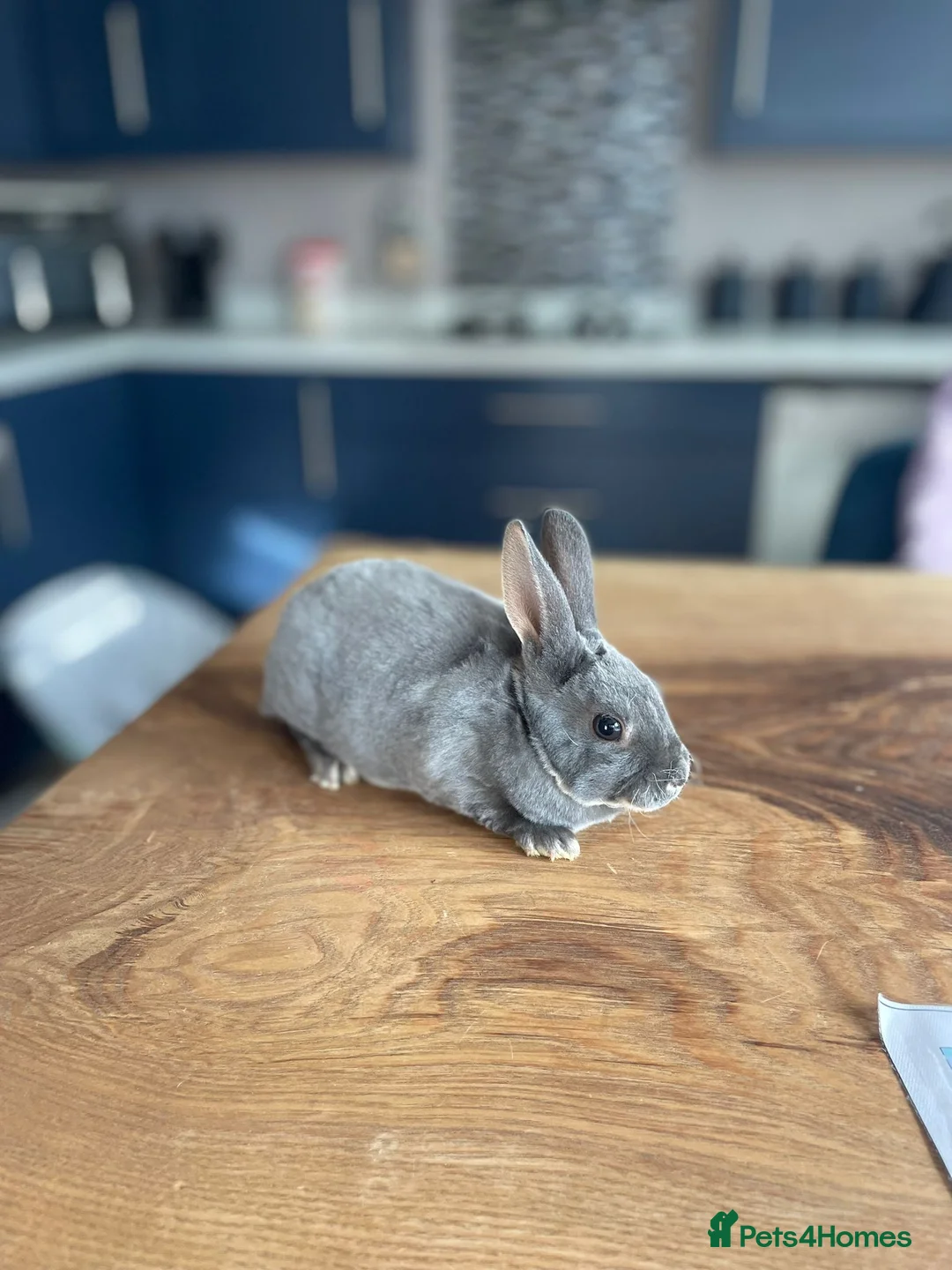 Rex rabbits for sale: Mini rex baby and plush lop adult - Advert 2