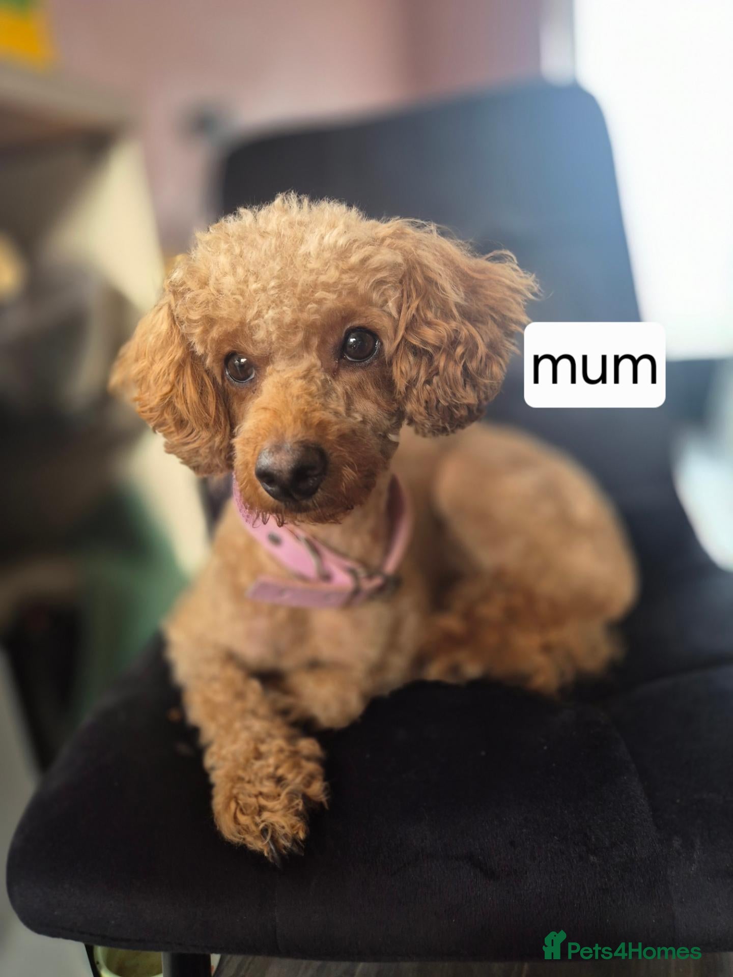 Toy Poodle dogs Toy poodle  - Advert 1