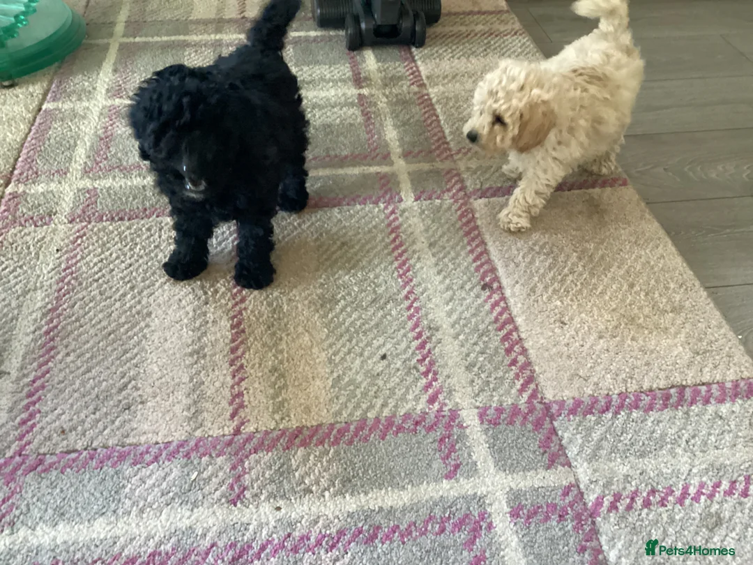 Toy Poodle dogs for sale: Kennel club pupps - Advert 9