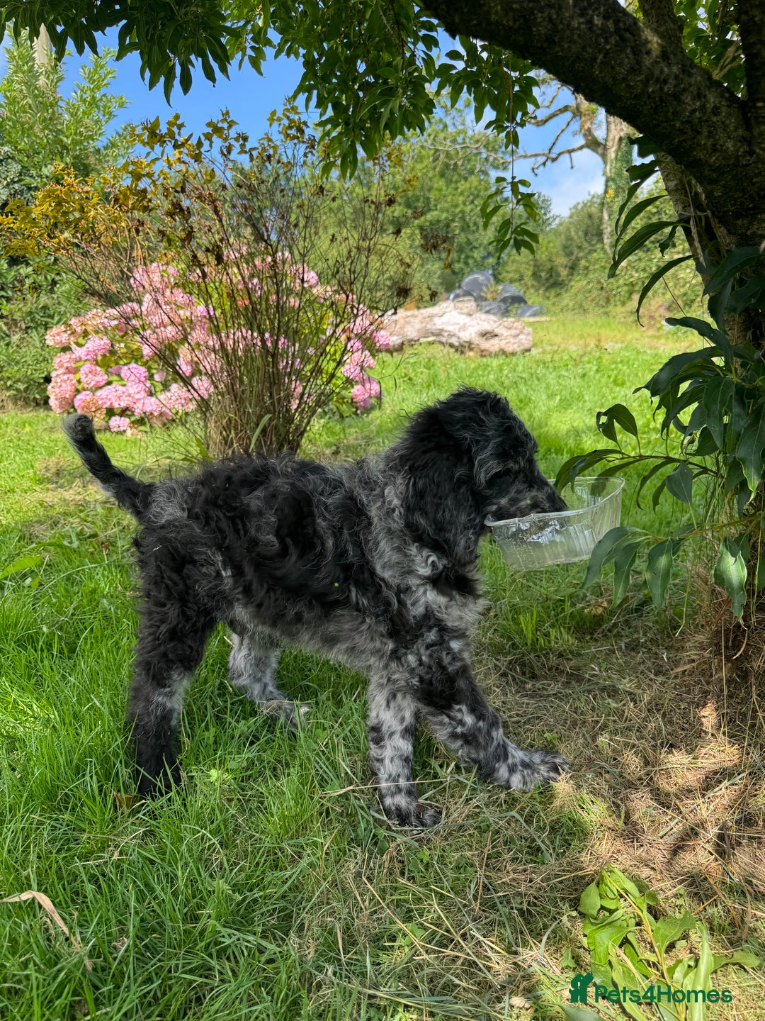 Goldendoodle dogs for sale:  F1b golden doodle puppies ready to go.  in Llandeilo - Image 12