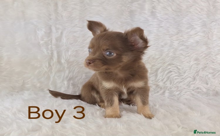 Chihuahua dogs - Advert 4