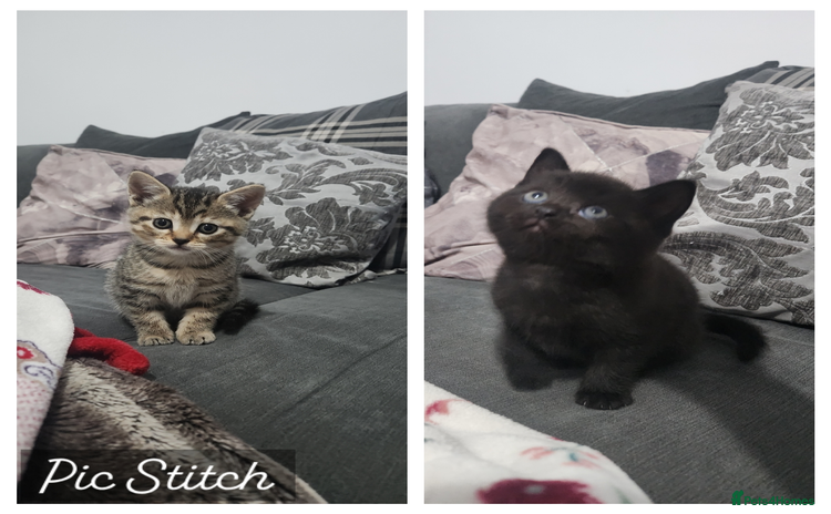 British Shorthair cats - Advert 13