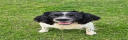 Sprollie dogs for sale: 3/4 Springer Spaniel Puppies  - Advert 10