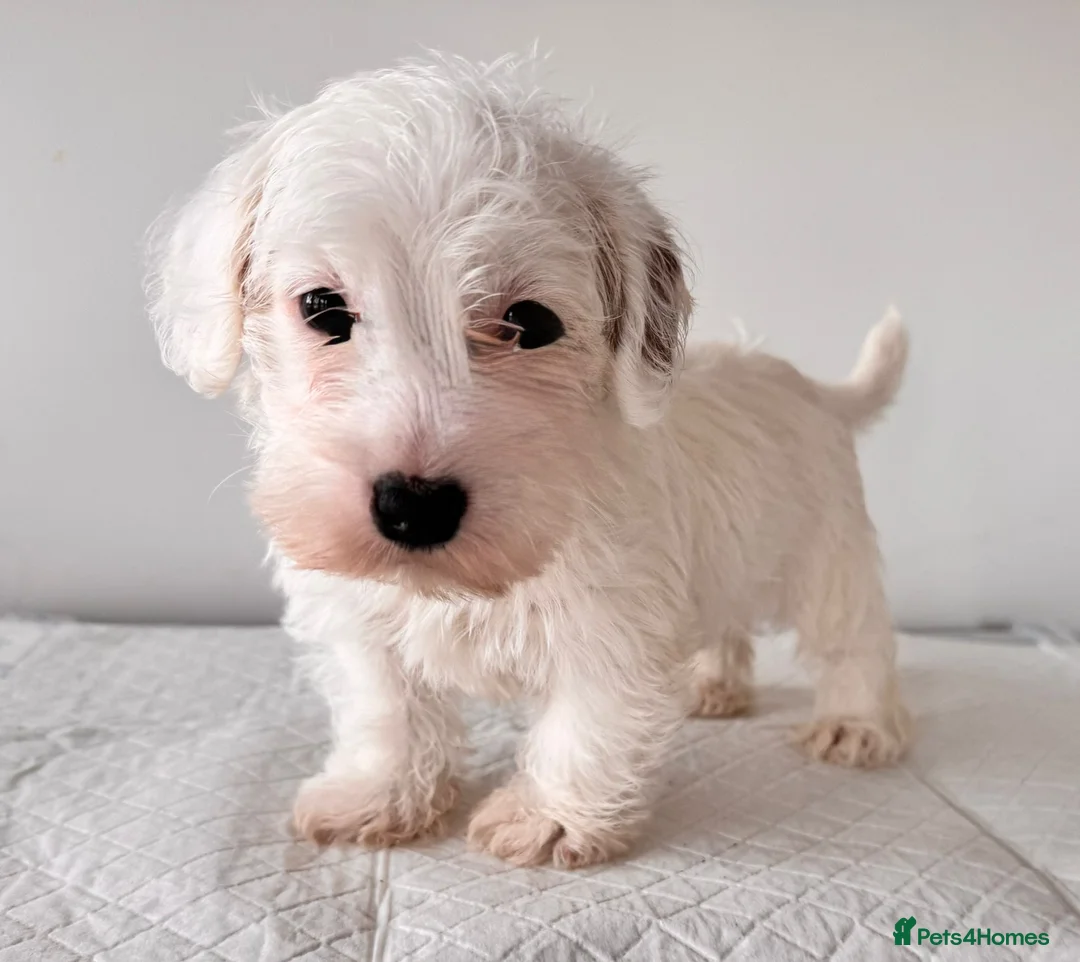 Sealyham Terrier dogs for sale: Last Beautiful Sealyham boy  in Stourport-on-Severn - Advert 1