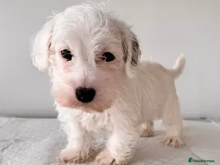 Sealyham Terrier dogs Last Beautiful Sealyham boy in Stourport-on-Severn - Advert 1