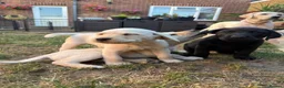 Labrador Retriever dogs for sale: (3 left) ADORABLE LABRADOR PUPPIES FOR SALE 🐾  - Advert 4