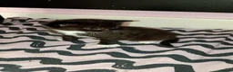 Mixed Breed cats for sale: 3 cute kittens looking for their forever homes - Advert 11