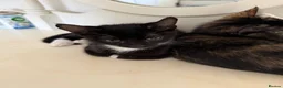 Mixed Breed cats for sale: 6 lovely kittens looking home - 🩷3 girls 🩵3 boys in Sutton-in-Ashfield - Advert 20
