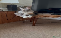 Maine Coon cats for sale: Beautiful Maine coon queen, active pedigree  - Image 2