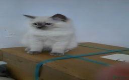 Ragdoll cats for sale:  loved Ragdoll kittens Full Breed - Image 17