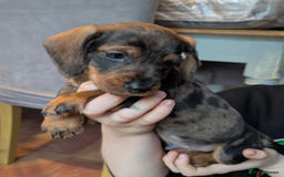 Miniature Dachshund dogs for sale: Wire X smooth mini dachshunds - Image 14