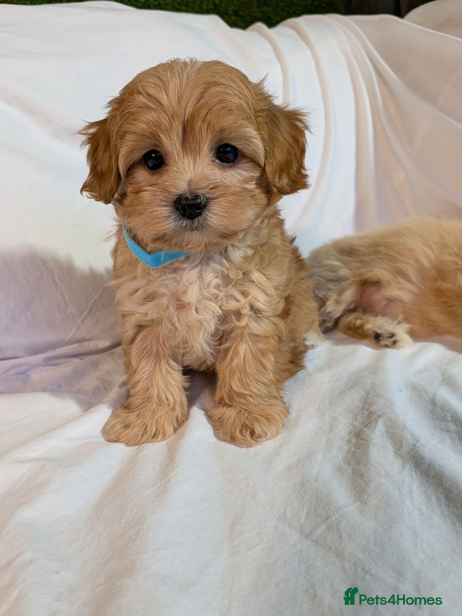 Maltipoo dogs Lovely Maltipoo Puppies Ready To Leave - Advert 1