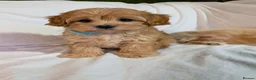 Maltipoo dogs for sale: Lovely Maltipoo Puppies Ready To Leave - Advert 9