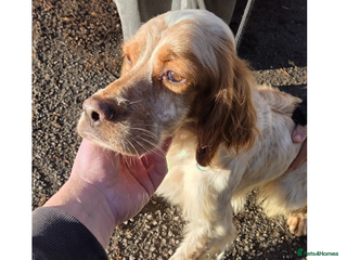 English Setter dogs Sky in Woolacombe - Advert 2