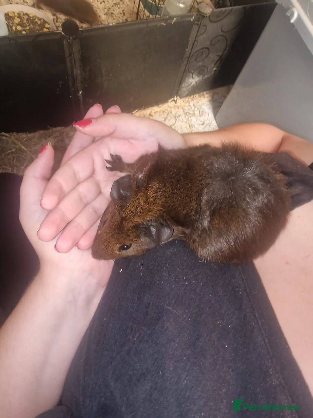Guinea Pig rodents for sale: Female guinea pigs  - Advert 7