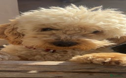 Cockapoo dogs for sale: 3 beautiful toy cockapoos  - Image 7
