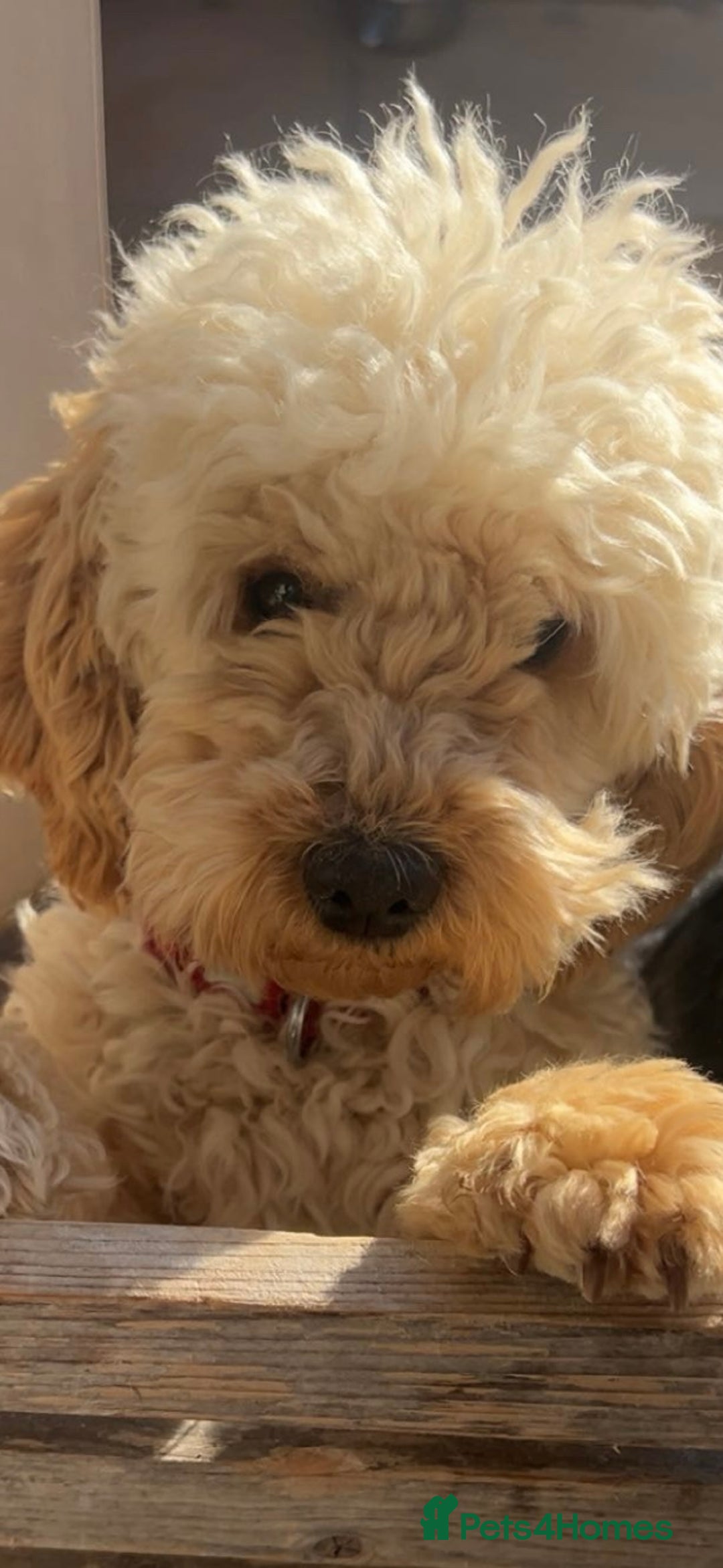 Cockapoo dogs for sale: 3 beautiful toy cockapoos  - Image 7