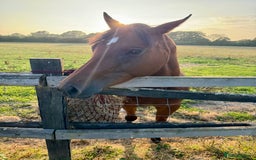 Irish Thoroughbred horses for sale: Project horse previously backed from KODIAC line - Image 8