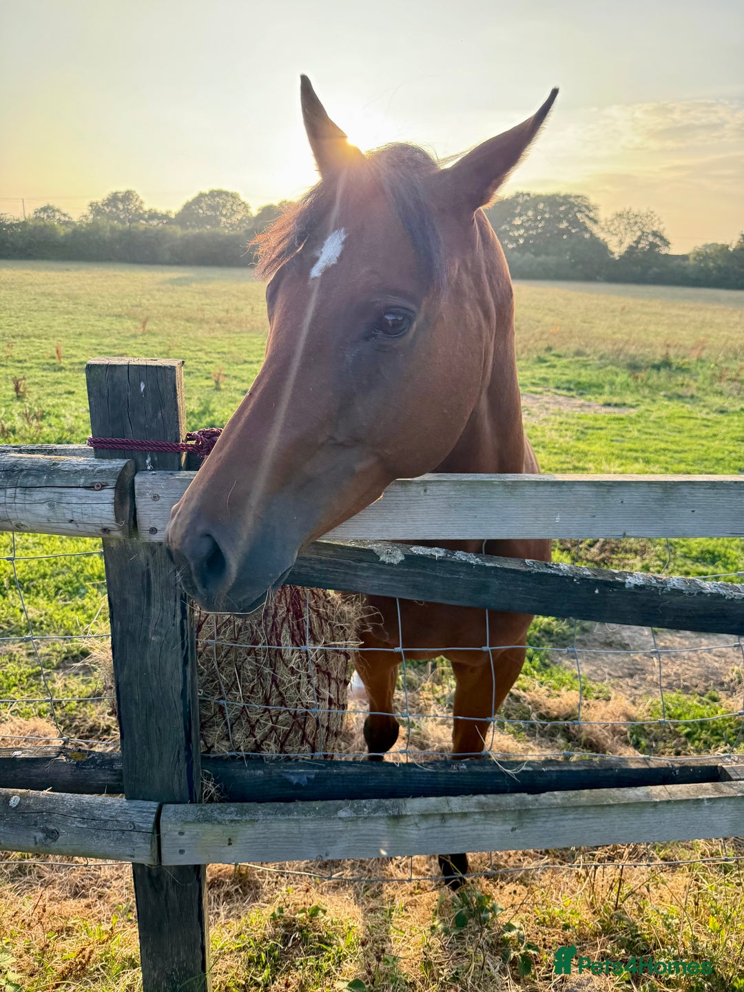 Irish Thoroughbred horses for sale: Project horse previously backed from KODIAC line - Image 8