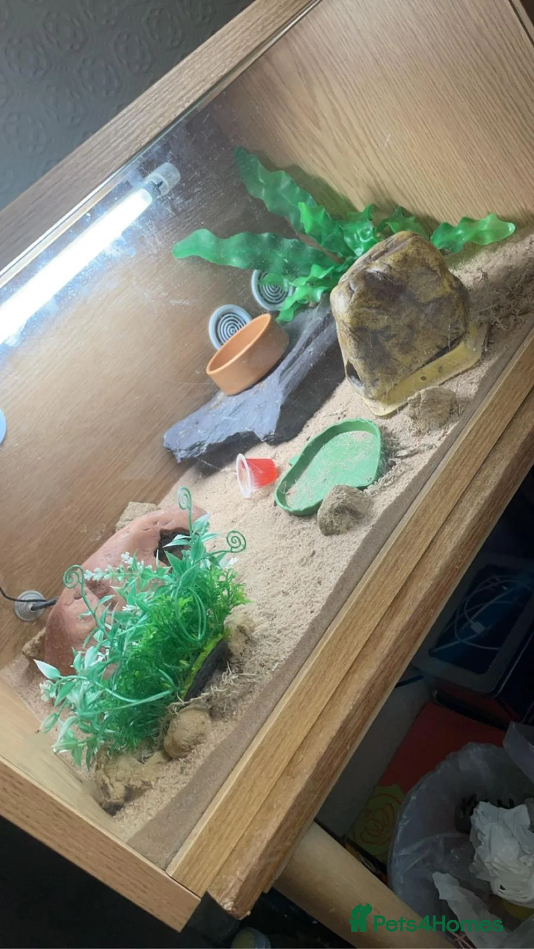 Leopard Gecko reptiles for sale: Leopard Gecko  - Advert 8