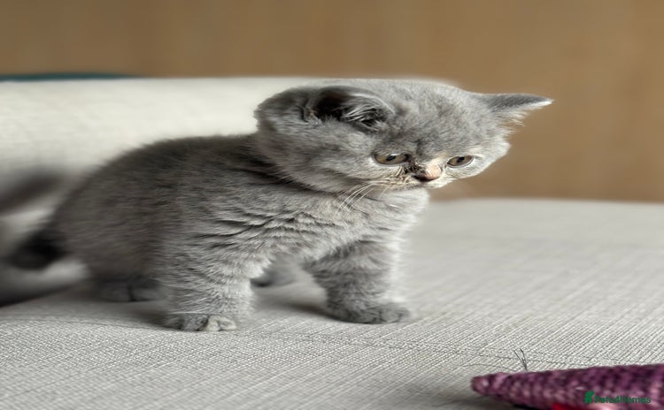 British Shorthair cats - Advert 14