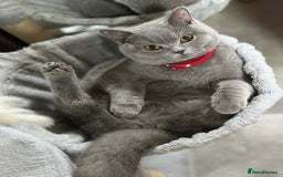 British Shorthair cats for sale: Bella  - Image 6