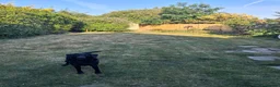 Labrador Retriever dogs for sale: Labrador retriever  - Advert 3