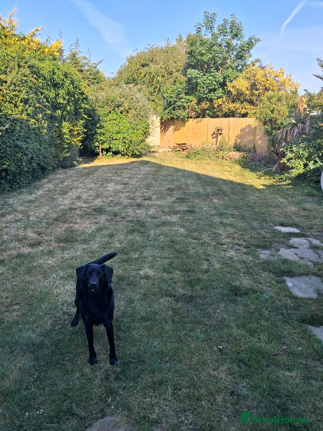 Labrador Retriever dogs for sale: Labrador retriever  - Advert 3