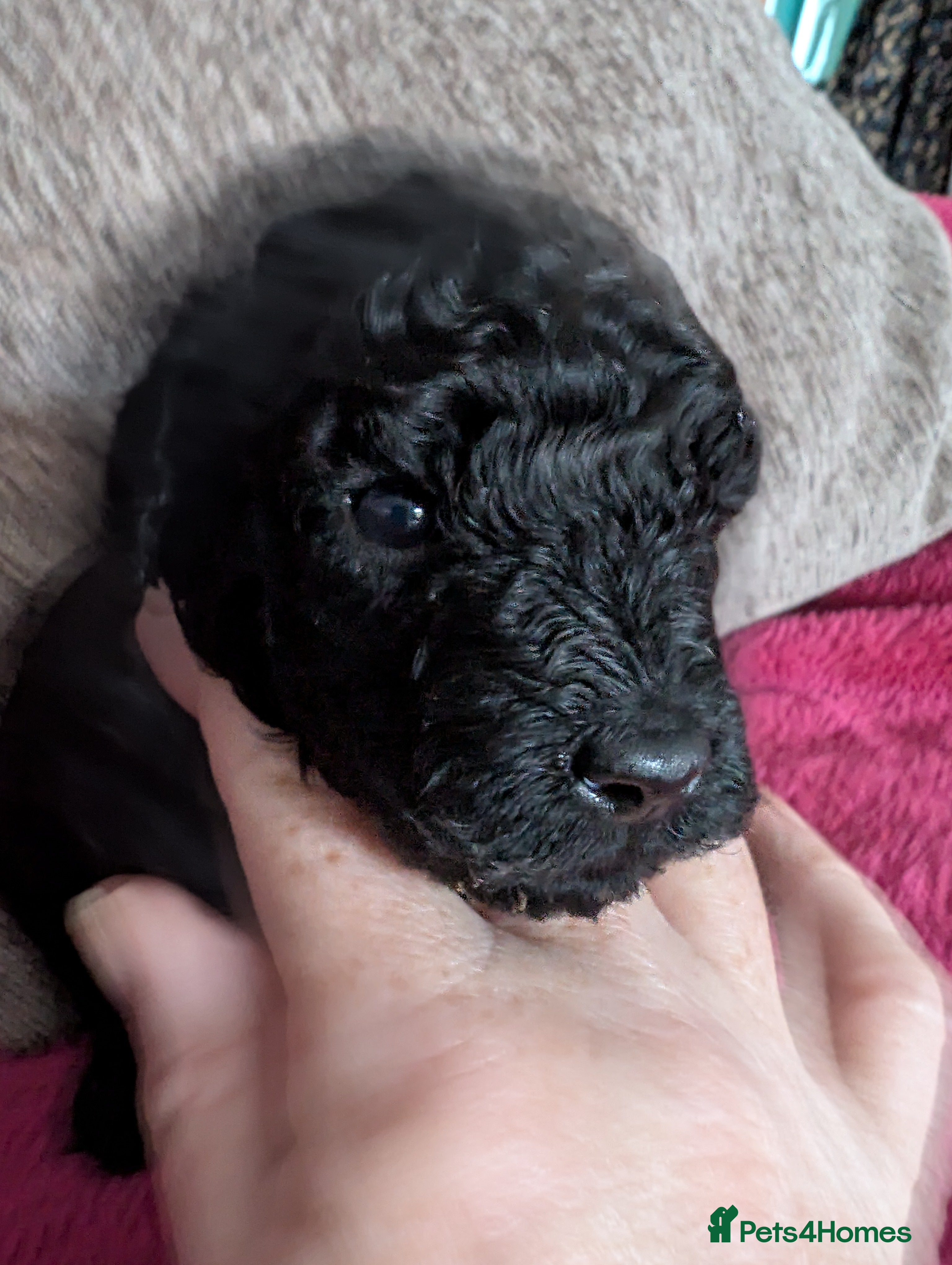 Cockapoo dogs Toy cockapoo. Cant believe this angel is left - Advert 2