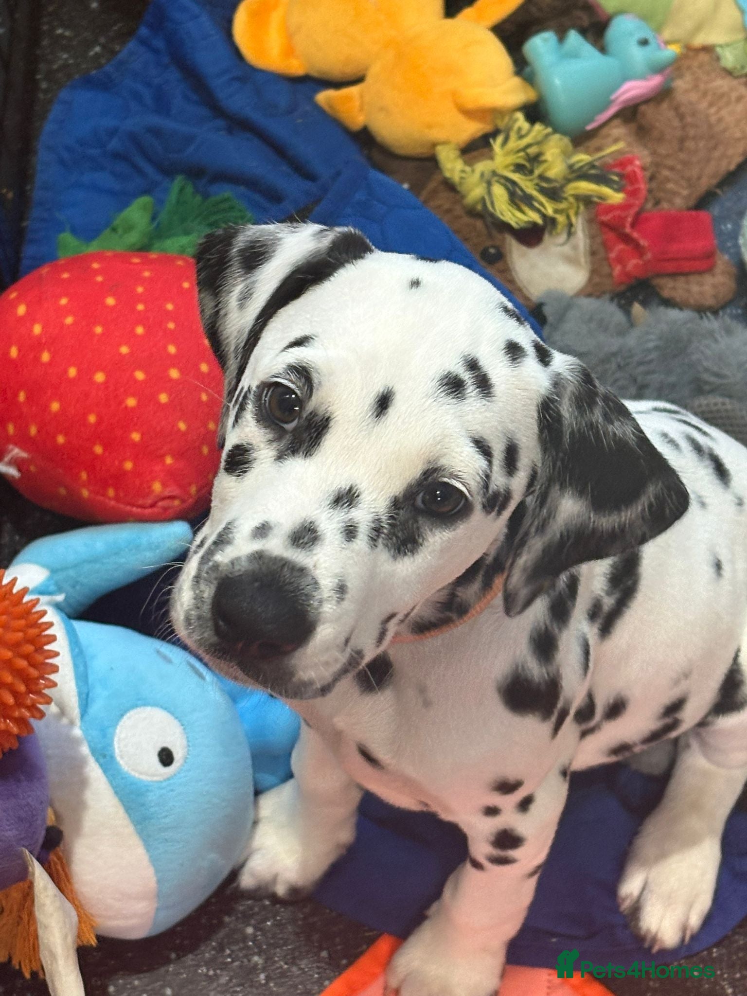 Dalmatian dogs Dalmatian puppies KC reg *1 x girl & 1 x boy left* - Advert 1