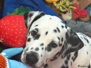 Dalmatian dogs Dalmatian puppies KC reg *1 x girl & 1 x boy left* - Advert 1