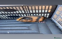 Guinea Pig rodents for sale: Baby guinea pigs for sale, various breeds - Image 18