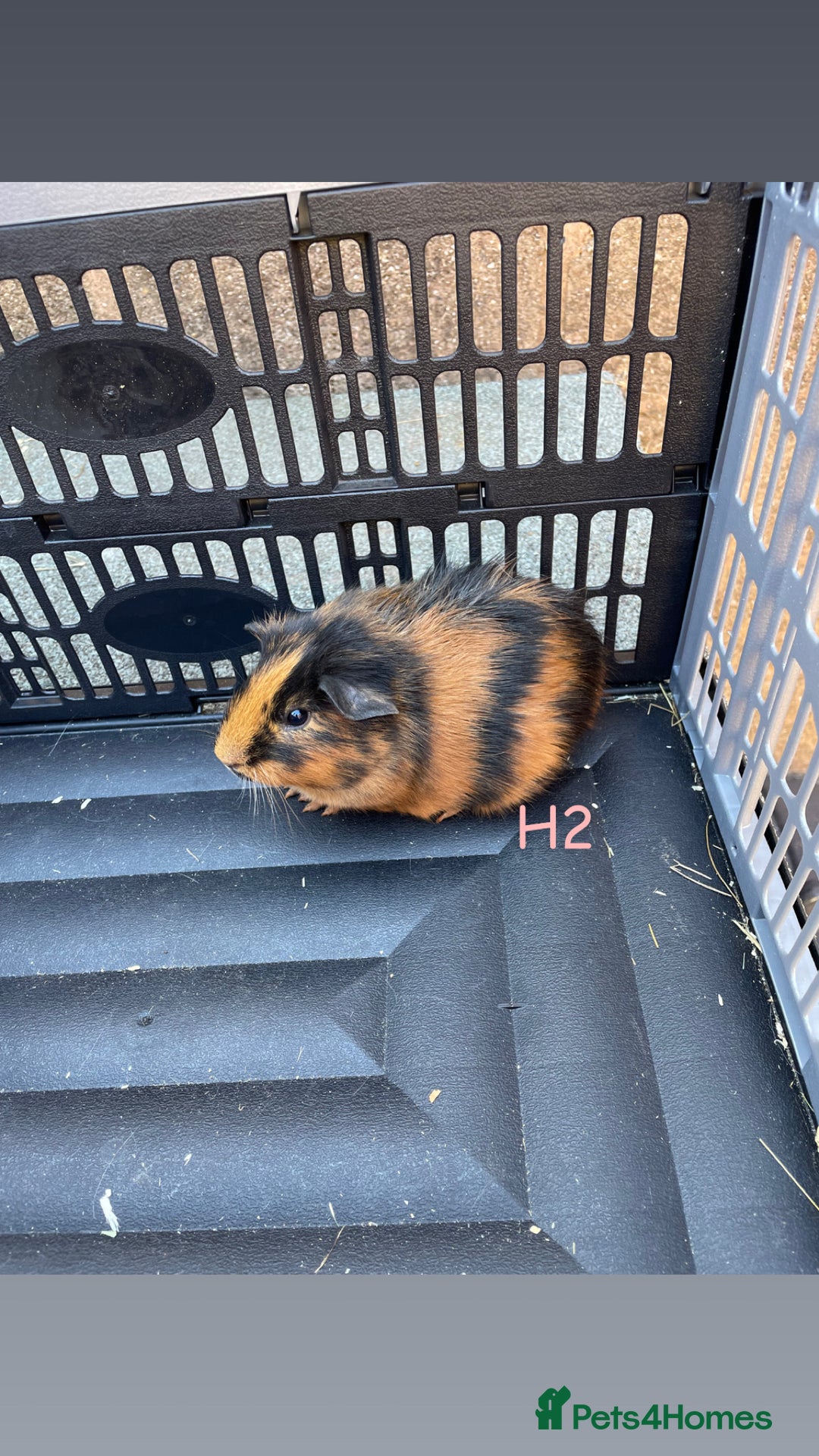 Guinea Pig rodents for sale: Baby guinea pigs for sale, various breeds - Image 18