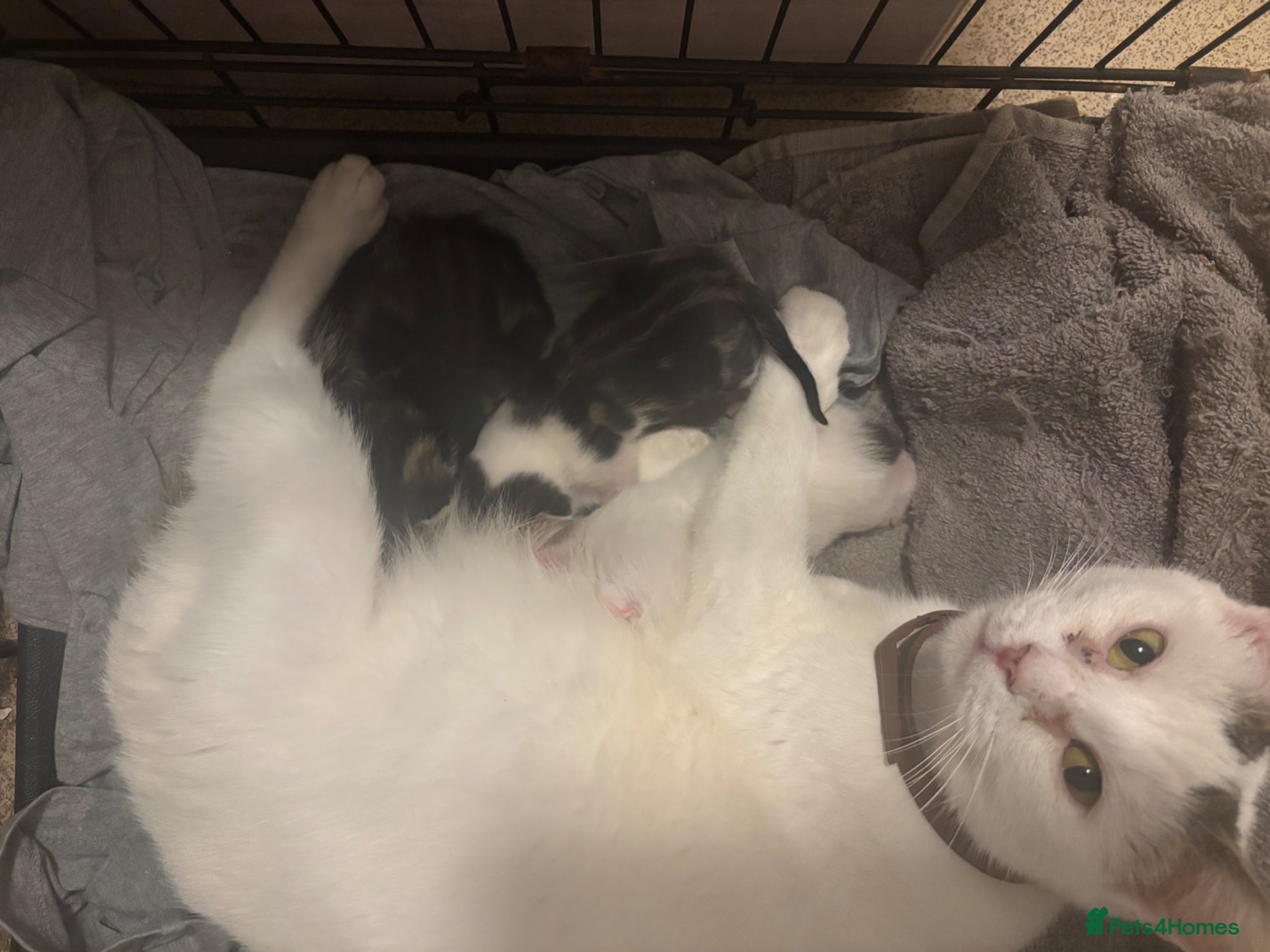 Mixed Breed cats Mix-breed kittens - Advert 6