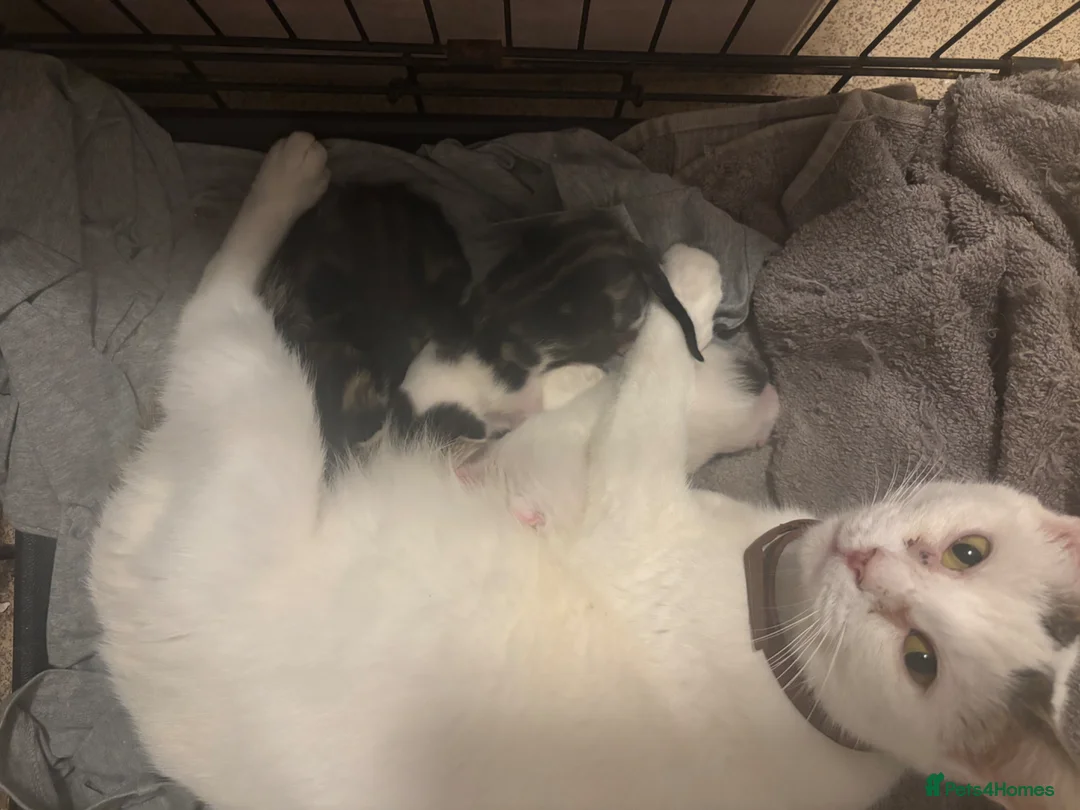 Mixed Breed cats for sale: Mix-breed kittens - Advert 1