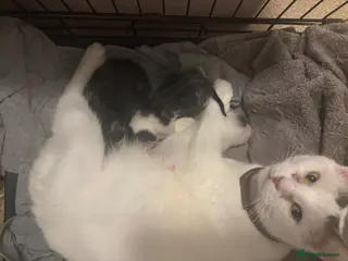 Mixed Breed cats Mix-breed kittens - Advert 2