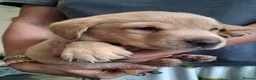 Labrador Retriever dogs for sale: Fox red Labrador puppies  in Crieff - Advert 3