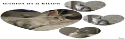 Maine Coon cats for sale: Outstanding Quality Tica shaded line kittens - Advert 25