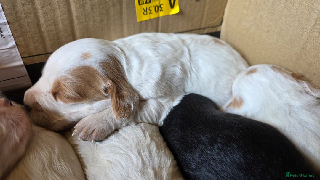 Cocker Spaniel dogs for sale: Working cocker spaniel puppies 1 girl 3 boys  - Image 4