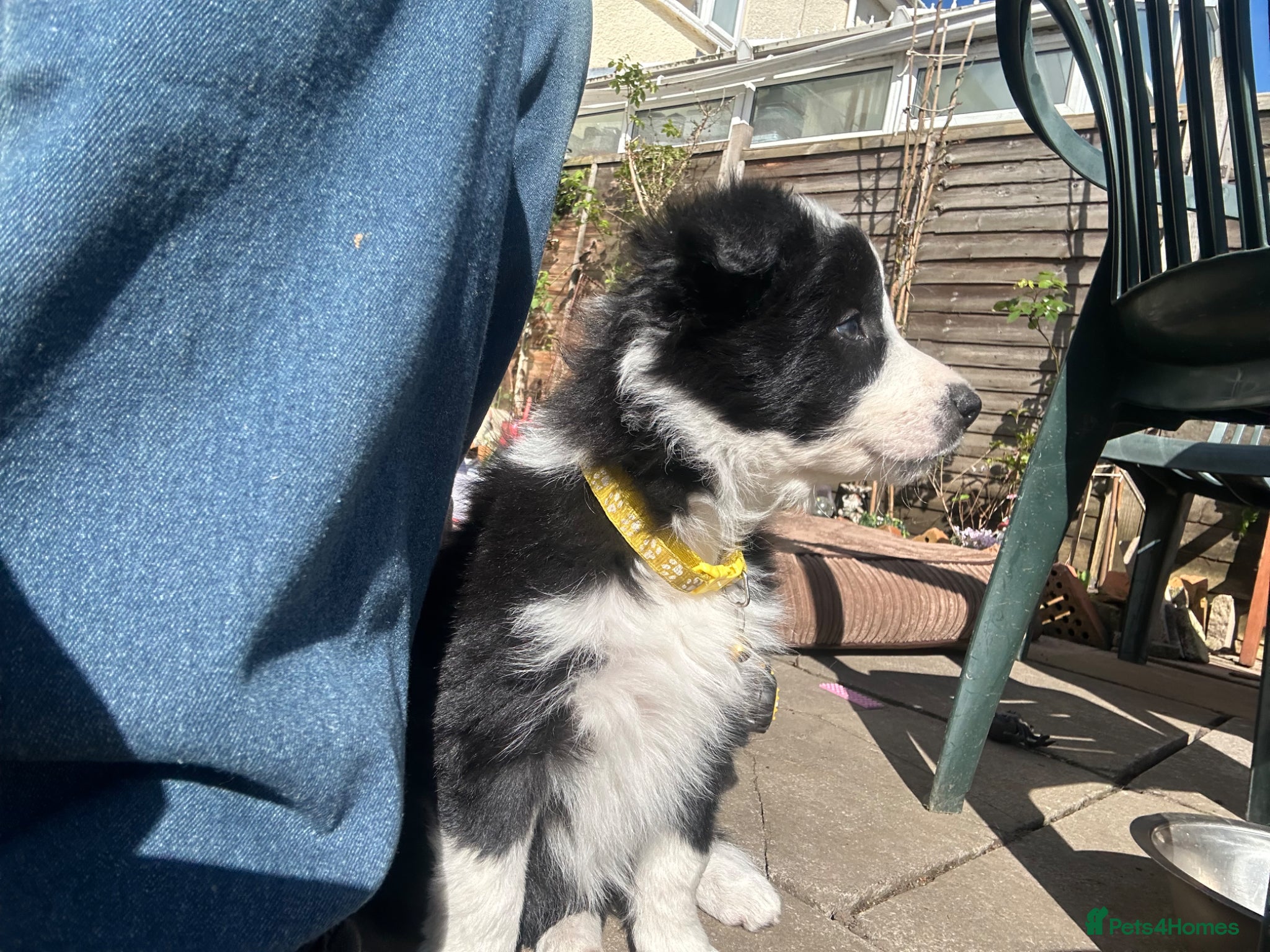 Border Collie dogs [ONE STUNNING GIRL LEFT] 6 beautiful collie pups. - Advert 8