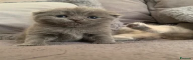 Scottish Fold 2