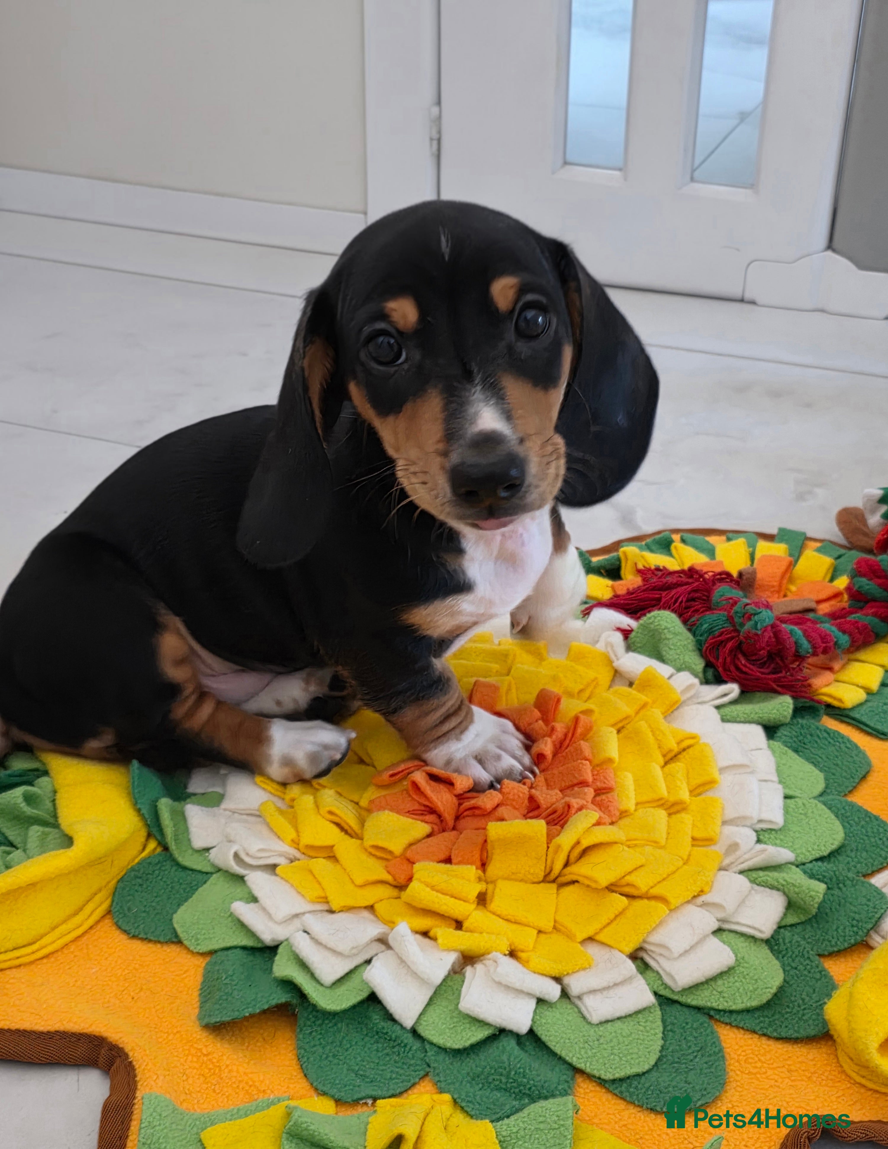 Miniature Dachshund dogs 🌟READY NOW🌟Smooth coated Miniature Dachshund✨️s  - Advert 11