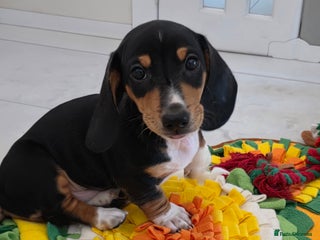 Miniature Dachshund dogs 🌟READY NOW🌟Smooth coated Miniature Dachshund✨️s - Advert 2