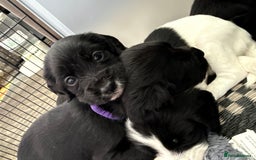 Cocker Spaniel dogs for sale: Cocker spaniel puppies  - Image 10