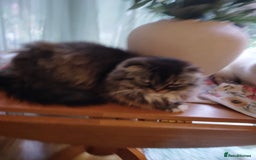 Mixed Breed cats for sale: Scottish fold cross kitten  - Image 2