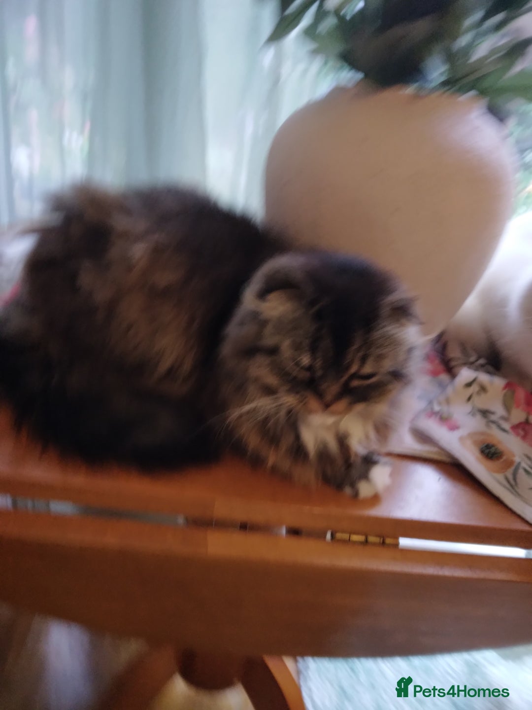 Mixed Breed cats for sale: Scottish fold cross kitten  - Image 2