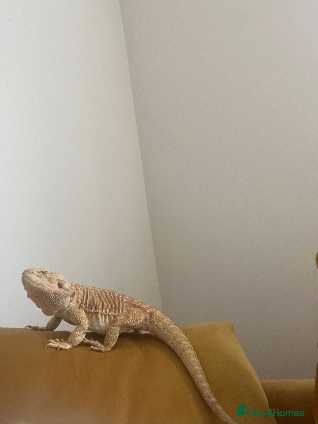 Bearded Dragon reptiles for sale: Bearded dragon with setup for (urgent) sale - Advert 5